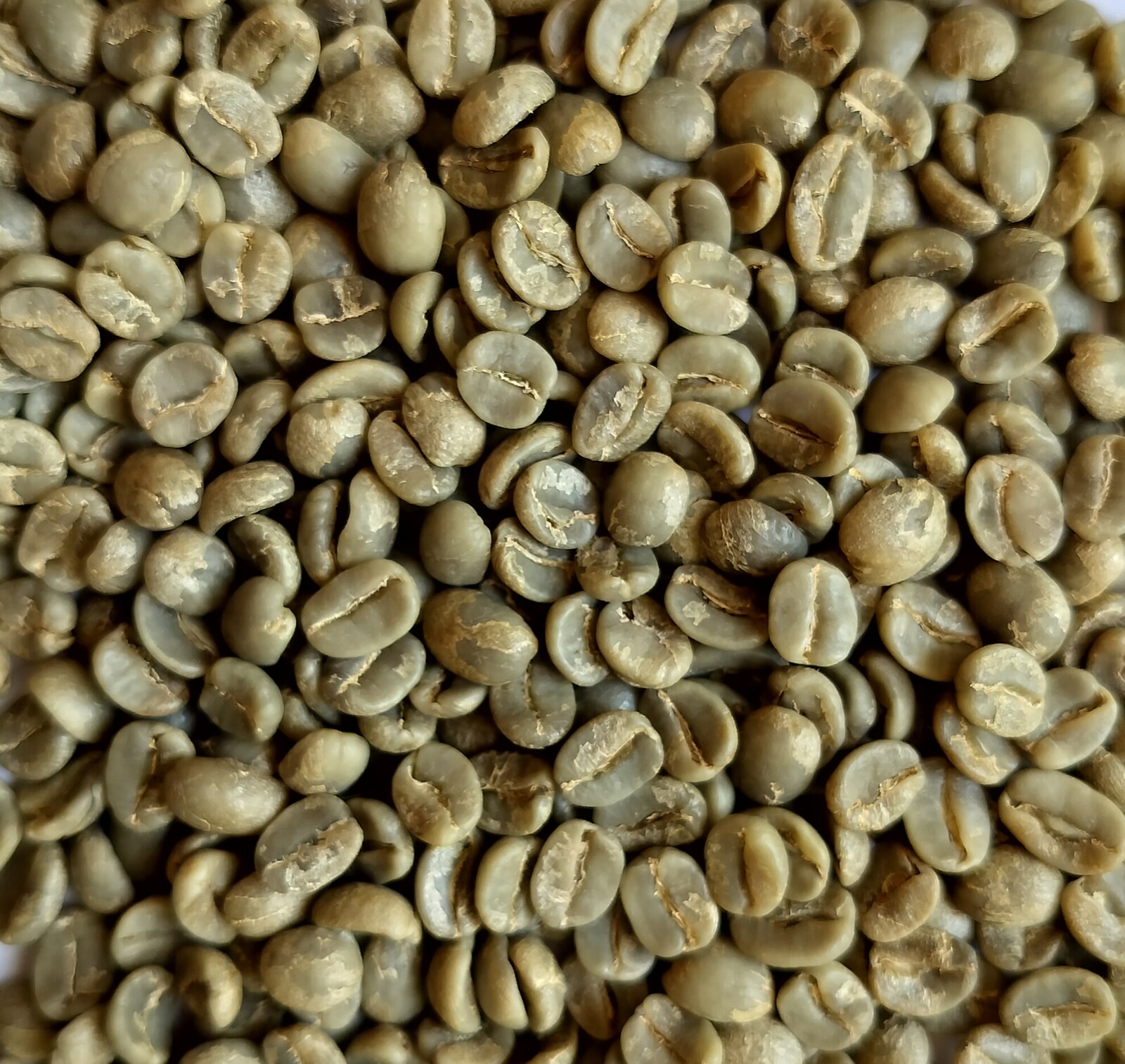Arabica Coffee